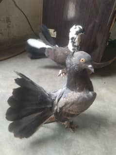 pigeon