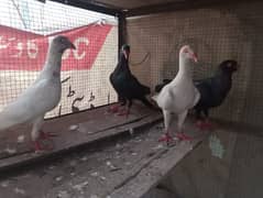 white denish and black danish for sell