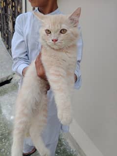 Persian cat for sale 2 core
