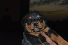 Punch face Rottweiler puppies for sale