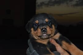 Punch face Rottweiler puppies for sale 0