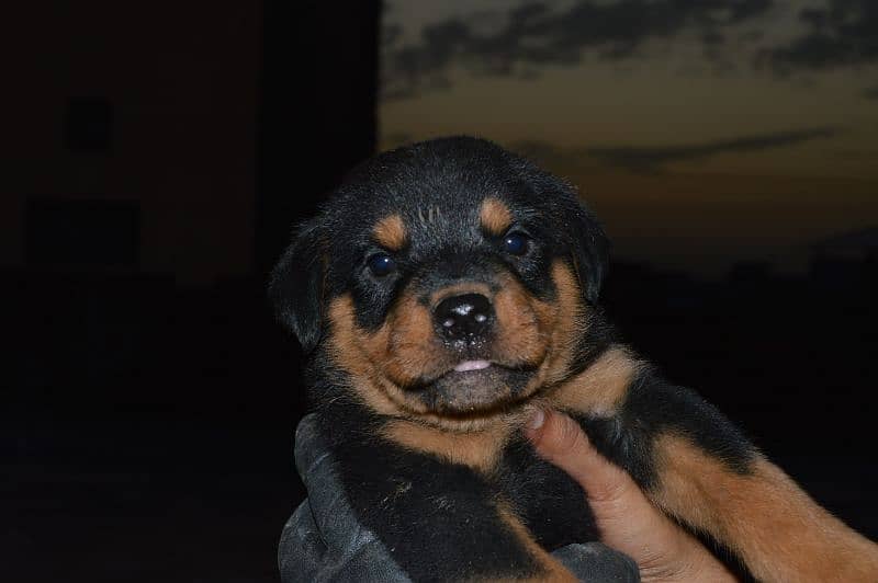 Punch face Rottweiler puppies for sale 0