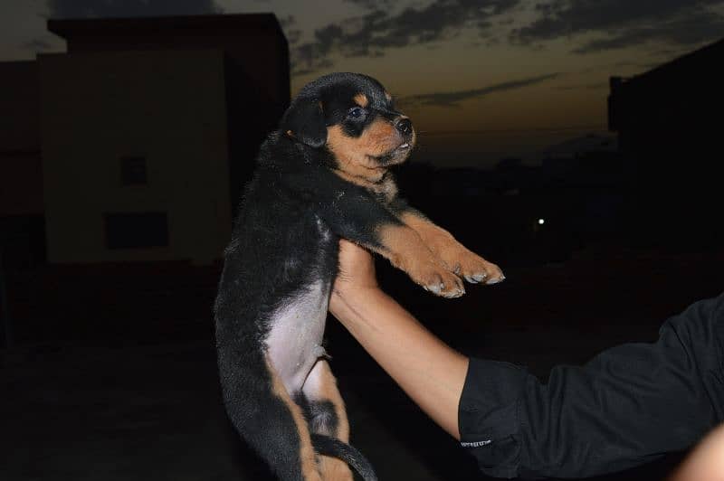 Punch face Rottweiler puppies for sale 1