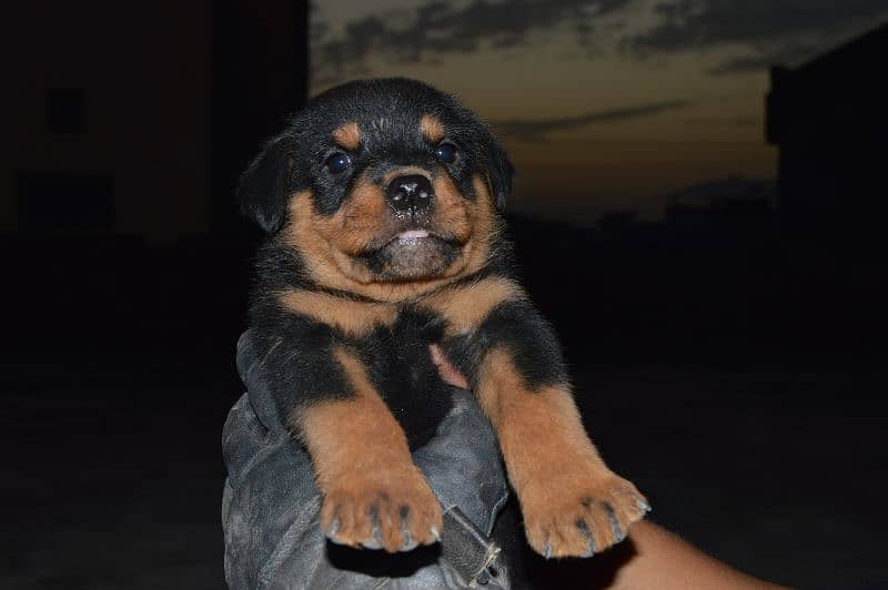 Punch face Rottweiler puppies for sale 2