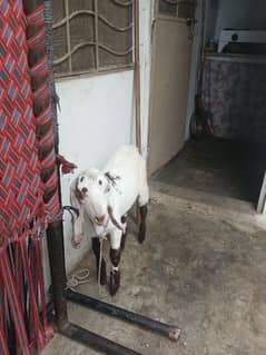 dase Bakra for sell