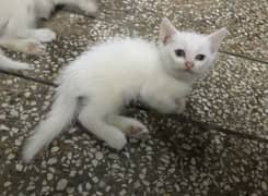 white Persian cats (babies)