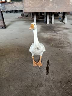 long neck white duck healthy &active