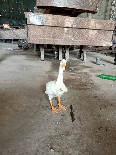 long neck white duck healthy &active 1