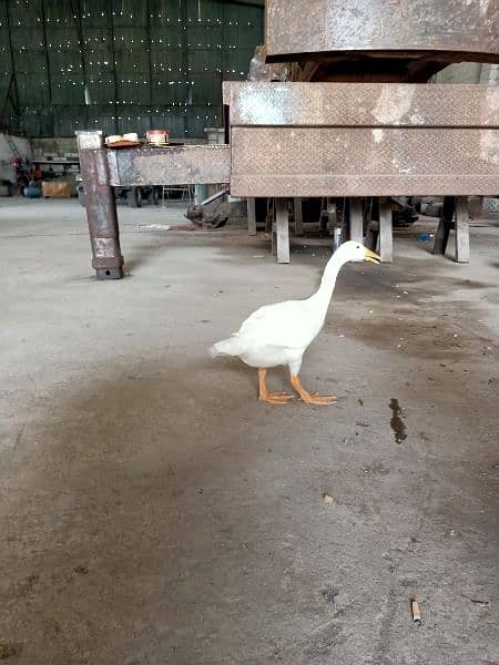 long neck white duck healthy &active 2