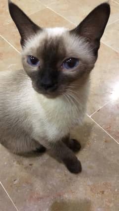 original siamese cat