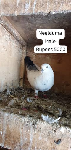 Pigeons for sale/ Pigeons available