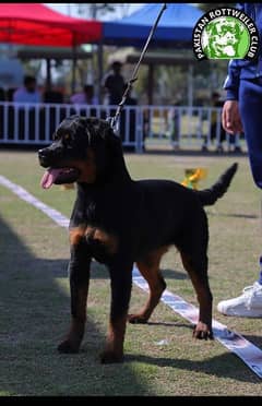 Rottweiler Pedigree Female