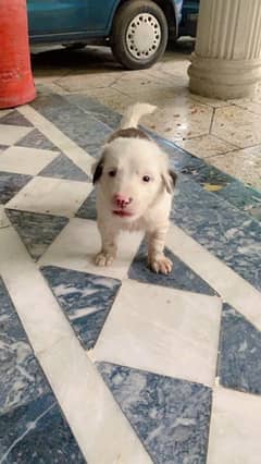 Australian white shepherd