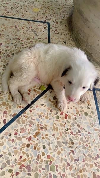 Australian white shepherd 2