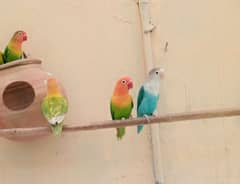 lovebird pair for sale. . .