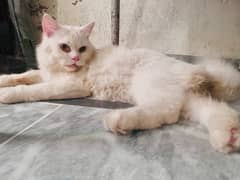 persian male cat