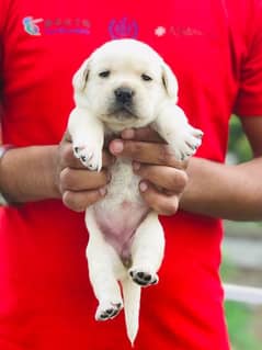 Labrador Female Puppy Top Quality