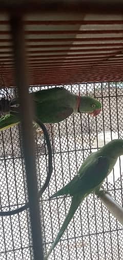 pair of raw parrots for sale breed tow times