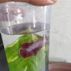 Betta