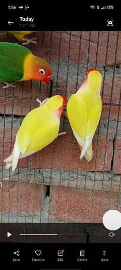 Love bird Latino Red eye Pair beautiful and big pair