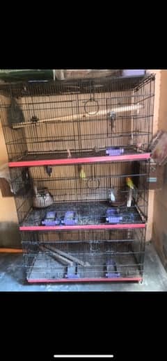 Commercial birds and cage with box option
