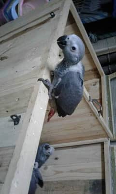 African grey parrot chicks contact me WhatsApp per 03321707431