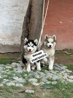 Siberian Husky puppies for sale