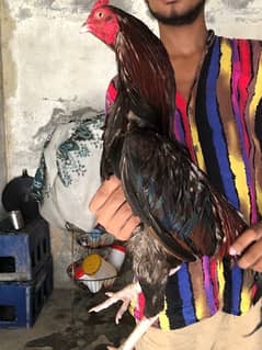 Aseel murga for sale sindhi breed