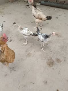Aseel chicken fresh with 3 chicks