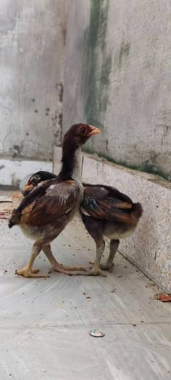 lasani chicks