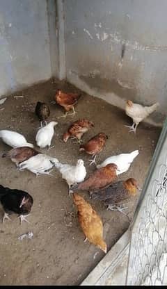 golden misri chicks 3 months plus age