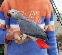 congo african grey very good tamed nd complete self