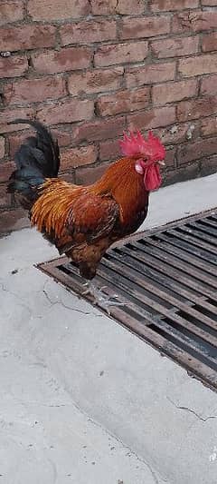 One Aseel Hen( age 1 year)and One Desi Male hen( Age 1 year )for sale. 0