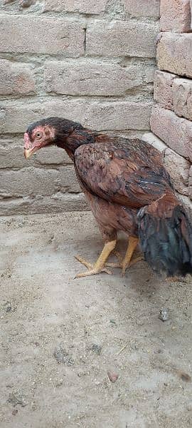 One Aseel Hen( age 1 year)and One Desi Male hen( Age 1 year )for sale. 1