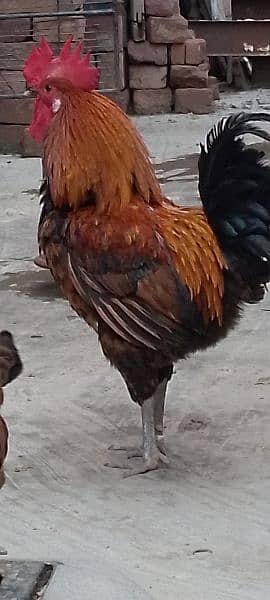 One Aseel Hen( age 1 year)and One Desi Male hen( Age 1 year )for sale. 2