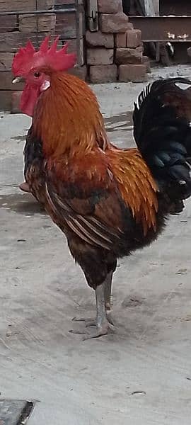 One Aseel Hen( age 1 year)and One Desi Male hen( Age 1 year )for sale. 3