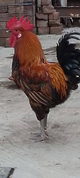 One Aseel Hen( age 1 year)and One Desi Male hen( Age 1 year )for sale. 4