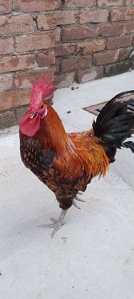 One Aseel Hen( age 1 year)and One Desi Male hen( Age 1 year )for sale. 5