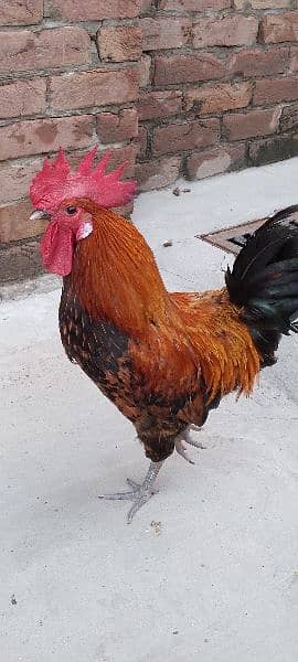 One Aseel Hen( age 1 year)and One Desi Male hen( Age 1 year )for sale. 6