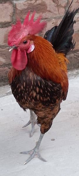 One Aseel Hen( age 1 year)and One Desi Male hen( Age 1 year )for sale. 7