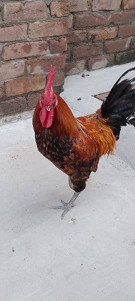 One Aseel Hen( age 1 year)and One Desi Male hen( Age 1 year )for sale. 8