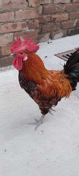 One Aseel Hen( age 1 year)and One Desi Male hen( Age 1 year )for sale. 9