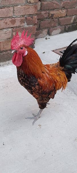 One Aseel Hen( age 1 year)and One Desi Male hen( Age 1 year )for sale. 10