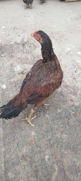 One Aseel Hen( age 1 year)and One Desi Male hen( Age 1 year )for sale. 11