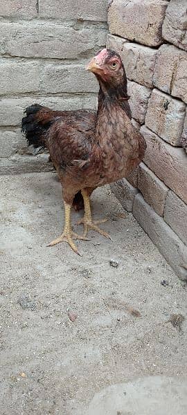 One Aseel Hen( age 1 year)and One Desi Male hen( Age 1 year )for sale. 13