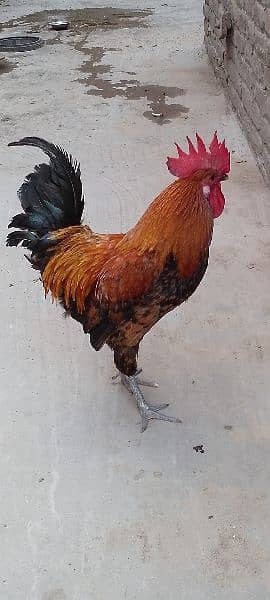 One Aseel Hen( age 1 year)and One Desi Male hen( Age 1 year )for sale. 14