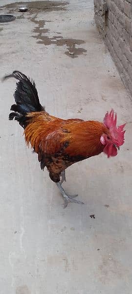 One Aseel Hen( age 1 year)and One Desi Male hen( Age 1 year )for sale. 15