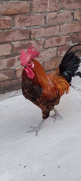 One Aseel Hen( age 1 year)and One Desi Male hen( Age 1 year )for sale. 17