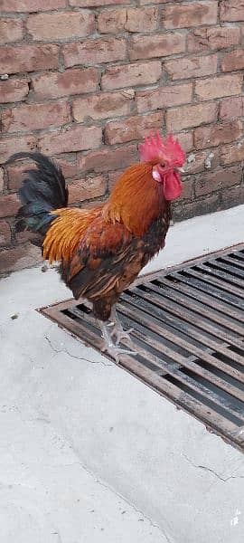 One Aseel Hen( age 1 year)and One Desi Male hen( Age 1 year )for sale. 18