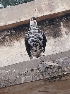 Sherazi Lahori Pigeons